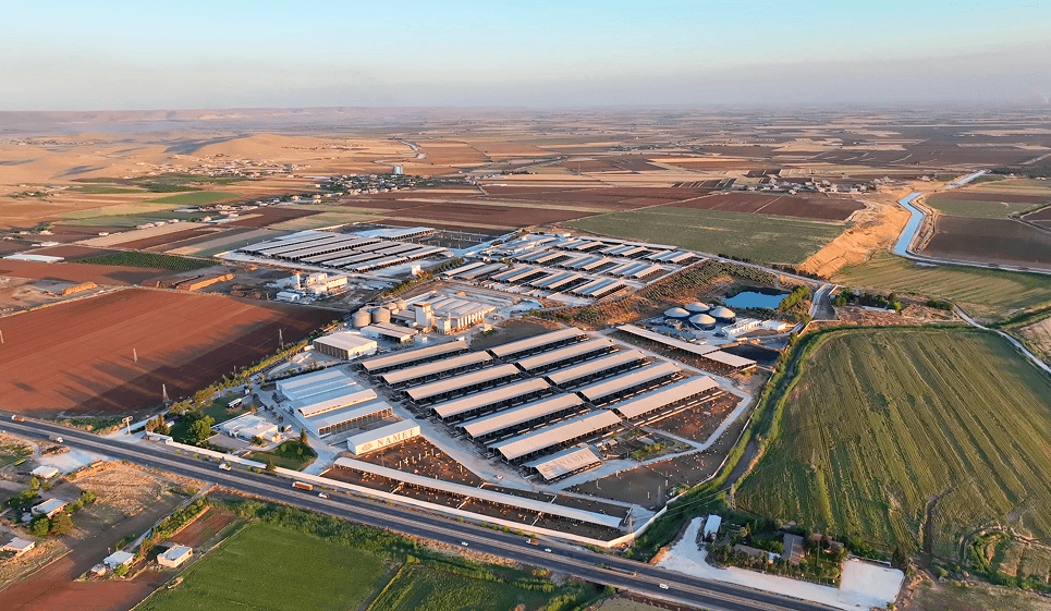 Şanlıurfa entegre besi çiftliği, açık padoklar